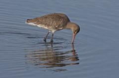 Black Tailed Godwit, Brownsea Island